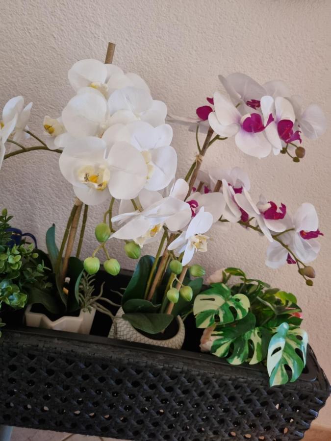 Alloggio Orchidea Монфальконе Екстер'єр фото
